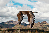 Falconmegax