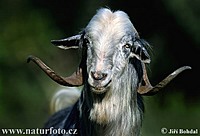goat man
