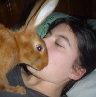 JAK Rabbitry
