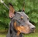 ILOVDOBERMANS