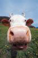 MooMooKowz