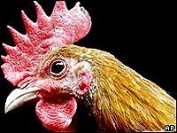 chicken head