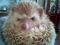 microchip_master
