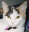 Calico_1