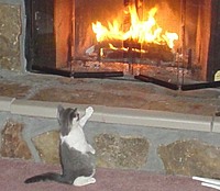 catonfire