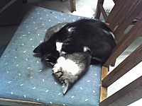 cherrykittii