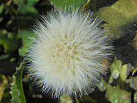 CottonPuff