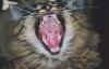 catwarrior99