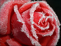 blackrose24