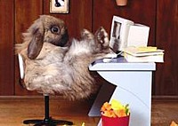 Rabbit Power