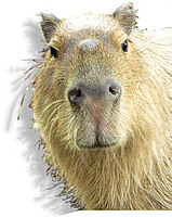 Capy3