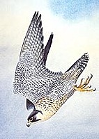 diamondfalcon