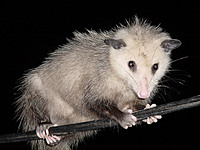 possum_roadkill