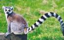 bananasnlemurs13