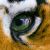 LiLTiGeRGrL
