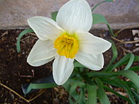 Lala-rose