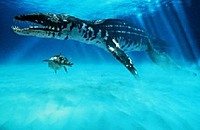 Liopleurodon