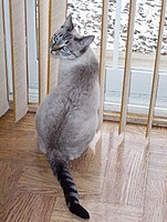 Dramacat692