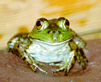 tadpole777