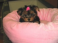 pink_angel
