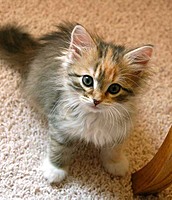 kitty8520123