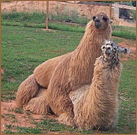 lamalord