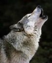wildwolf14