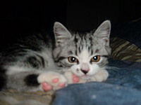 LillGizz