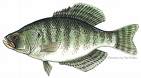 gahfish