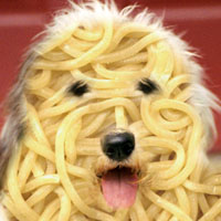 Spaghetti Dog