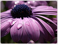 DN_PuRpLe