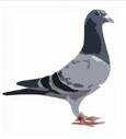 Articfoxindell's Avatar