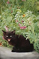 Brambleclaw99