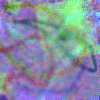 dolphin1025