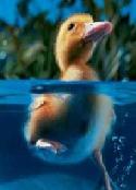 Watermel