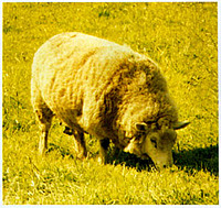 SheepShifter