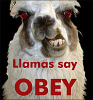 llama llama