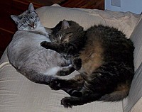 dramacat693