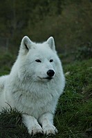 [Wolf_girl]