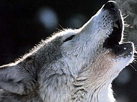 Wolfy123