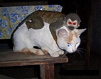 themonkeysarecoming.RUN!!
