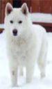 ZubenWolf