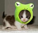 Froggy / PAR