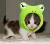 TD_Froggy