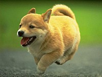 kukinkream