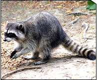 Racoon-Chan