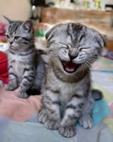 Hand of Blood