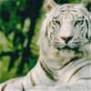 WhiteTigeress