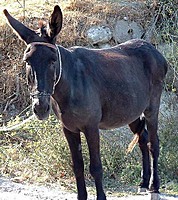 Kaboose_44