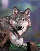 PsychoMonkey666's Avatar